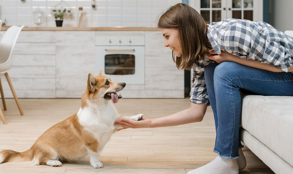 The Benefits of Interactive Toys for Your Pet