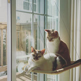 Cat Hanging Window Hammock